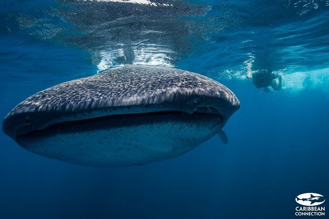 Cancun Whale Shark Encounter - The captain, the guide, and the part you can actually control
