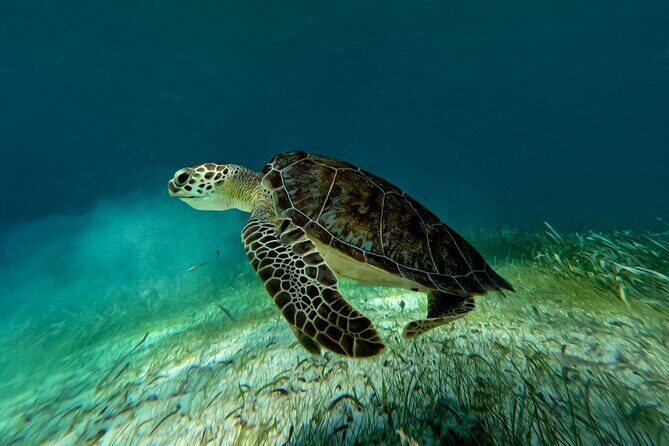 Catamaran Cruise in Riviera Maya With Snorkeling & Beach Club - Who this tour suits best (and who should look elsewhere)