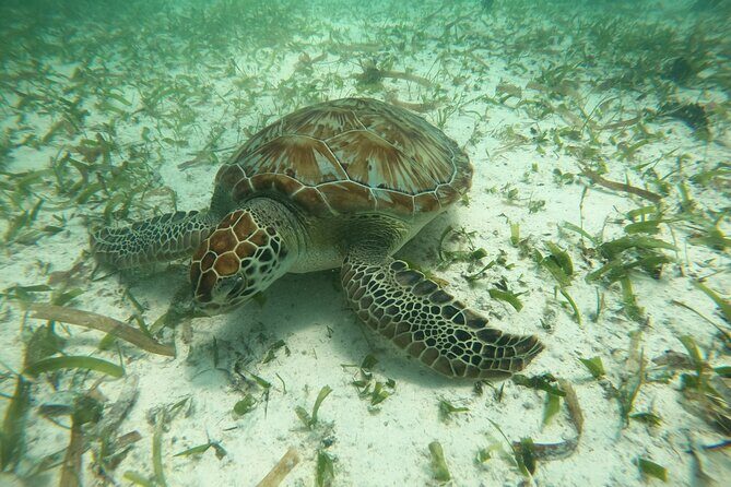 Costa Maya, snorkeling on the reef with fish, looking for turtles - Meeting Point at La Diosa del Mar in Mahahual