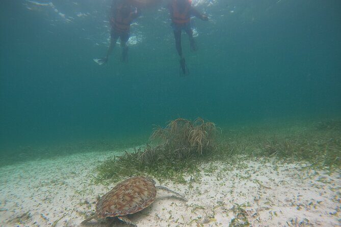 Costa Maya, snorkeling on the reef with fish, looking for turtles - Swimming Off the Mahahual Coast: Fish, Reefs, Rays, and Turtle Chances