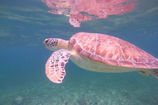 Costa Maya, snorkeling on the reef with fish, looking for turtles - Your Base at La Diosa del Mar and Beach Club Time