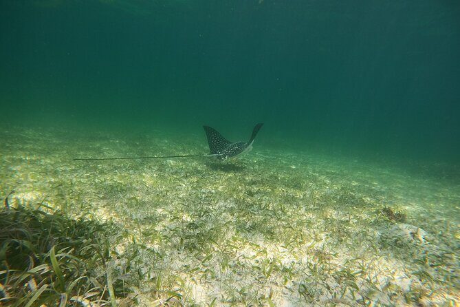 Costa Maya, snorkeling on the reef with fish, looking for turtles - Conditions Matter: Seaweed, Weather, and When the Reef Looks Different
