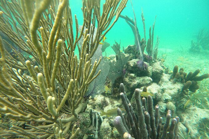 Costa Maya, snorkeling on the reef with fish, looking for turtles - The $30 Price That Actually Includes the Good Stuff