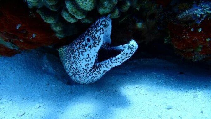 Cozumel Coral Reef Snorkeling by Glass Bottom Boat with Guide - Key Things I’d Notice Before You Go