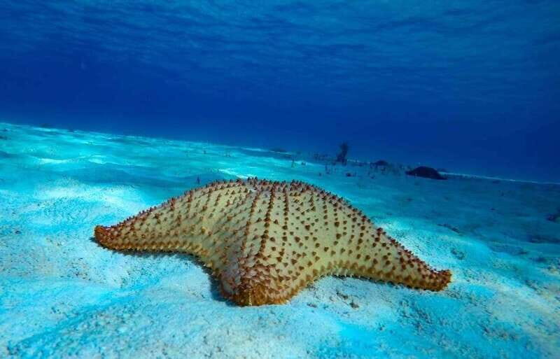 Cozumel: El Cielo & Palancar Snorkel with Open Bar & Ceviche - Price and Value: What $72 Covers and What You Might Pay Extra