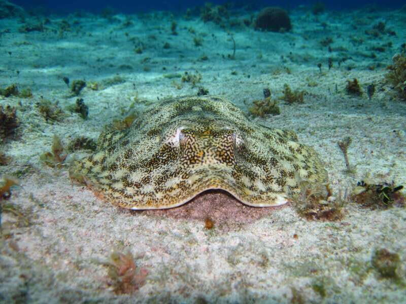 Cozumel: El Cielo & Palancar Snorkel with Open Bar & Ceviche - What This Snorkel Tour Is Best For (and Who Should Skip It)