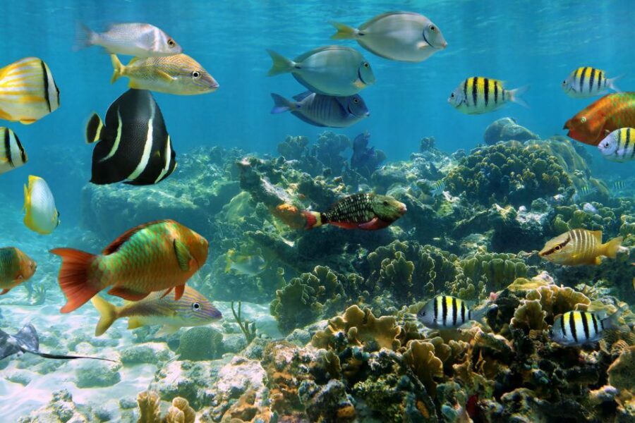 Cozumel: One Tank Scuba Dive and Full Chankanaab Park Access - The short national-park briefing that helps you see more