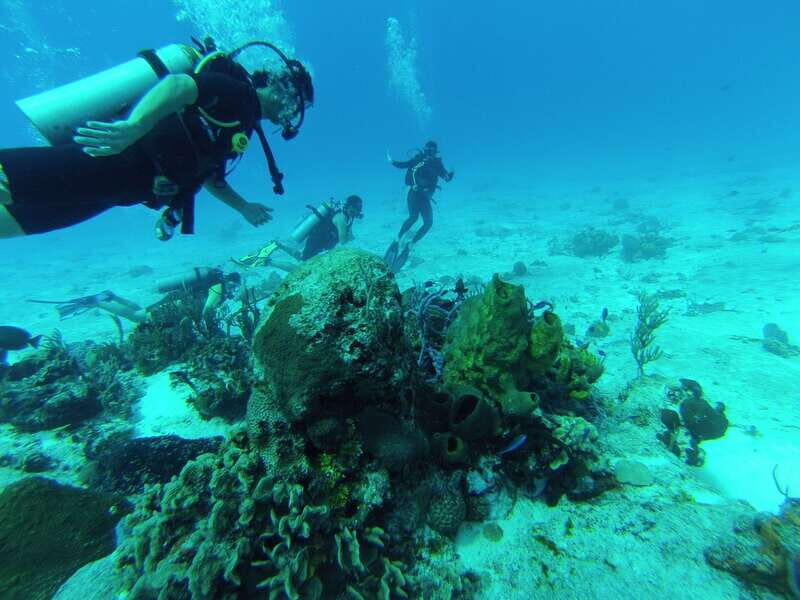 Cozumel: One Tank Scuba Dive and Full Chankanaab Park Access - After the water: full Chankanaab park access through 5 PM