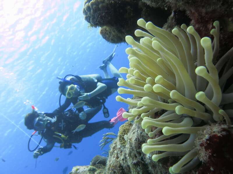 Cozumel: One Tank Scuba Dive and Full Chankanaab Park Access - Who should book this (and who should skip it)