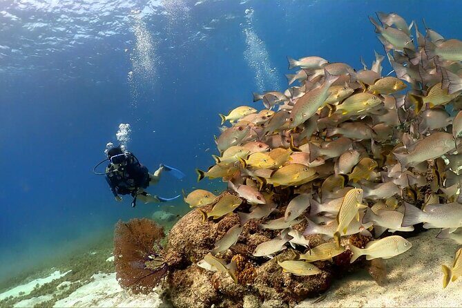 Cozumel Scuba Dive at Chankanaab - Chankanaab Adventure Beach Park: your easiest start in Cozumel