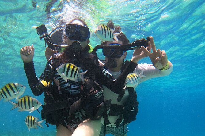 Cozumel Scuba Dive at Chankanaab - Price and value: $85 plus the $11 Marine Park fee