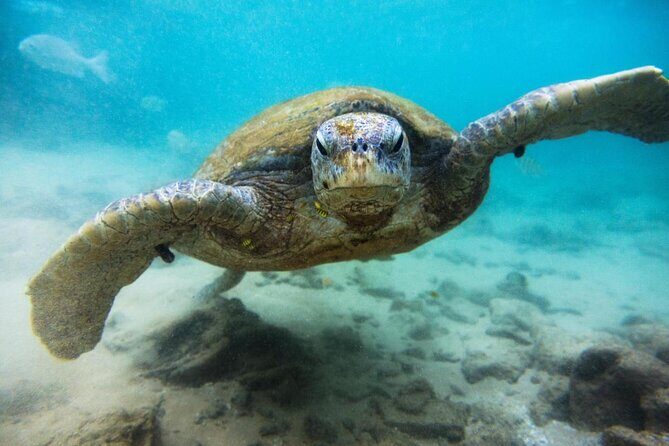 Cozumel Snorkeling Tour at Palancar & Colombia Reefs and El Cielo - Why this Cozumel snorkeling loop is popular