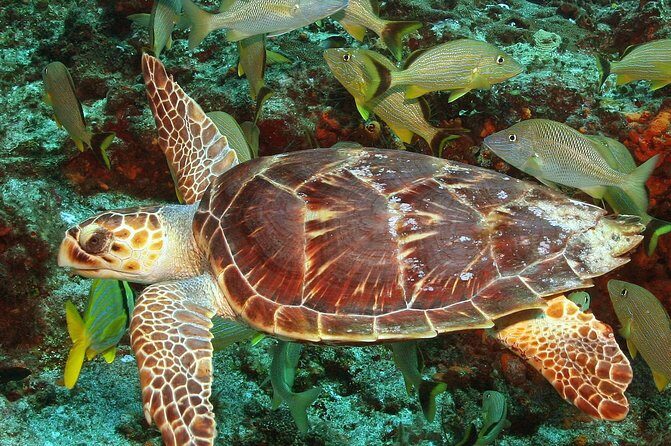 Cozumel Snorkeling Tour at Palancar & Colombia Reefs and El Cielo - Stop-by-stop: Colombia Reef (the turtle-and-rays type of swim)