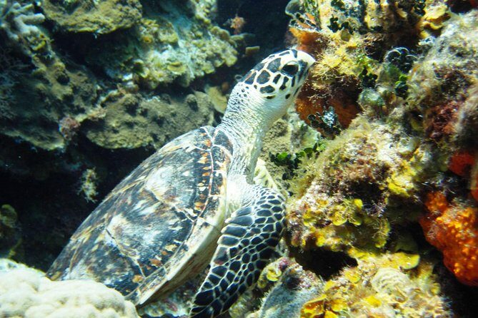 Cozumel Snorkeling Tour at Palancar & Colombia Reefs and El Cielo - Stop-by-stop: Palancar Reef for sharks, eels, and reef “busy-ness”