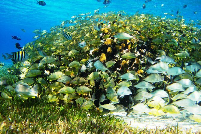 Cozumel Snorkeling Tour at Palancar & Colombia Reefs and El Cielo - Photos: fun extras, but manage the deal up front
