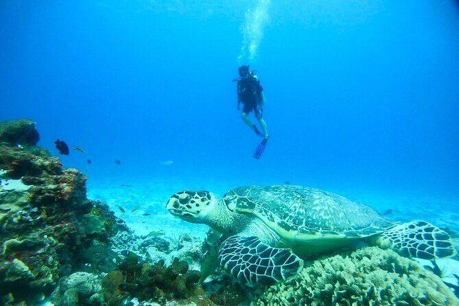 Cozumel Snorkeling Tour: Palancar, Columbia and El Cielo Reefs - Stop-by-Stop: What Each Reef Stop Tends to Feel Like