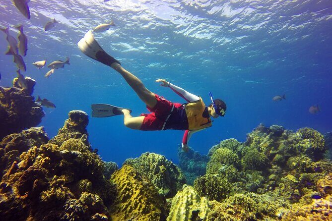 Cozumel Snorkeling Tour: Palancar, Columbia and El Cielo Reefs - Drinks, Snack, and Gear: The Stuff That Makes Snorkeling Easier
