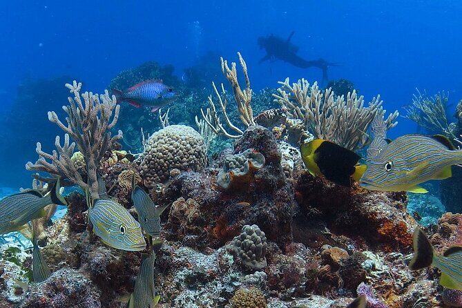 Cozumel Snorkeling Tour: Palancar, Columbia and El Cielo Reefs - Price and Value: What You’re Really Paying For