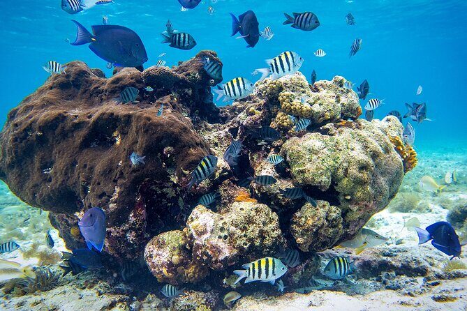 Cozumel Starfish and Tropical Reef Snorkeling by Powerboat with Lunch - Island Time: Use It for What You Actually Want