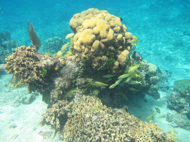 Cozumel: VIP Glass Bottom Boat & Snorkeling 3 Reefs Tour - Drinks and comfort: the little stuff that makes it feel like value