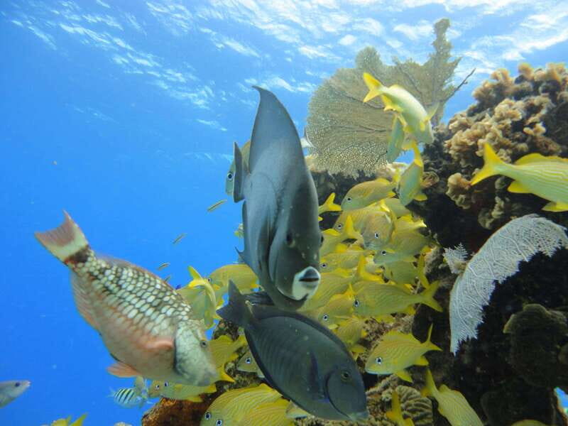 Cozumel: VIP Glass Bottom Boat & Snorkeling 3 Reefs Tour - Safety rules and health considerations (read this before you book)