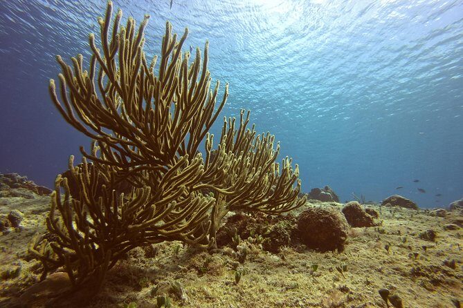 Discover Scuba Diving - Tikila Beach Reef: What You Learn and See on Your First Scuba Session