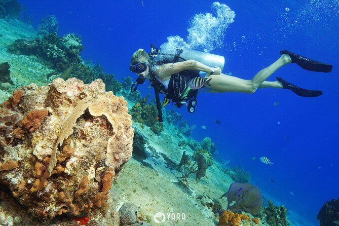 Discover Scuba Diving - Where to Meet in Cozumel and How to Time It on a Cruise Day