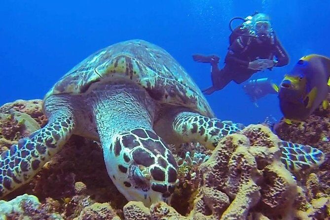 Discover Scuba Diving - Price and Value for $95: What You Get (and What Can Cost More)