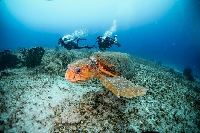 Discover Scuba Diving & Beach Club with Transportation In Riviera Maya - Hotel pickup and small-group logistics in Playa del Carmen