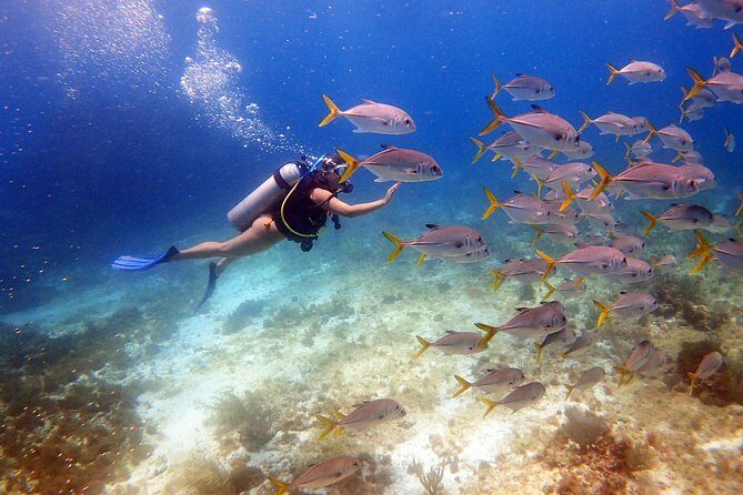Diving in the Mexican Caribbean for Beginners | 2 Tanks 2 Dives | All Inclusive - What Happens on a Beginner Scuba Training Day in Cancun