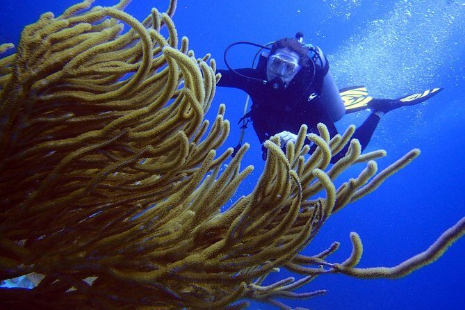 Diving in the Mexican Caribbean for Beginners | 2 Tanks 2 Dives | All Inclusive - Stop 2: Natural Reef for Tropical Fish and Sea Life Variety
