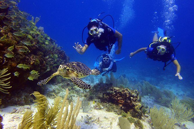 Diving in the Mexican Caribbean for Beginners | 2 Tanks 2 Dives | All Inclusive - Value Check: Is $190.69 a Good Deal for Two Tank Sessions?
