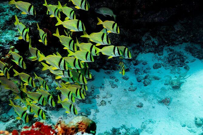 El Cielo Cozumel Snorkeling Tour - All-Inclusive - Key highlights you should care about