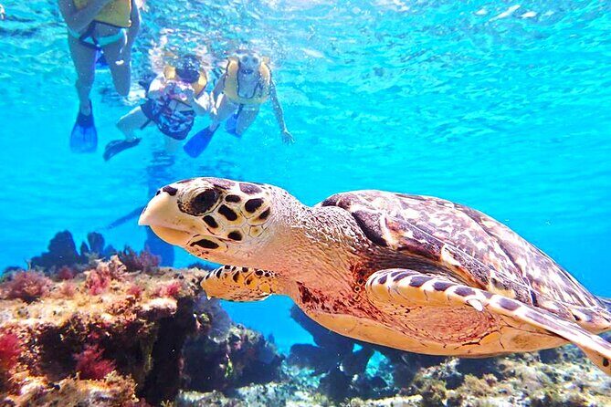 El Cielo Cozumel Snorkeling Tour - All-Inclusive - Food, Drinks, and the Rhythm of a Boat Lunch Day
