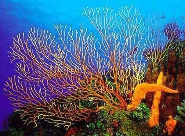 El Cielo Cozumel Snorkeling tour by Private Boat - Key Things I’d Aim for on This Tour