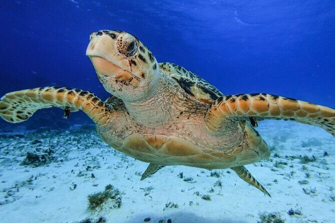 El Cielo Cozumel Snorkeling tour by Private Boat - The Route: What Those Stops Are Likely Doing for You