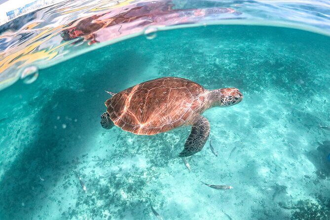 Exotik half a day tour: Cenote Cave and Swimming with Sea Turtles - Key things to know before you go