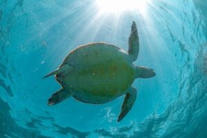 Exotik half a day tour: Cenote Cave and Swimming with Sea Turtles - Akumal Beach snorkeling: how turtle encounters work in waves