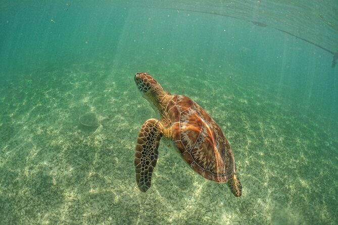 Exotik half a day tour: Cenote Cave and Swimming with Sea Turtles - The real schedule: how “half-day” feels when pickups start