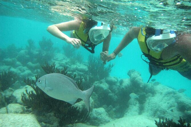 Exotik half a day tour: Cenote Cave and Swimming with Sea Turtles - Price and value: what $107.30 gets you (and what doesn’t)