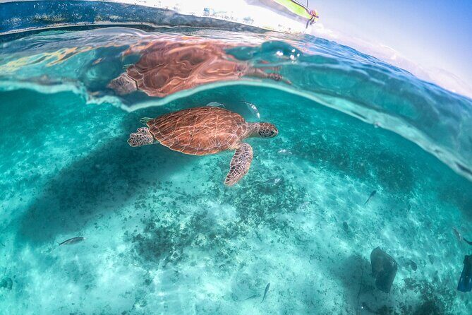 Exotik half a day tour: Cenote Cave and Swimming with Sea Turtles - Guides in the water: why this tour feels safer than DIY
