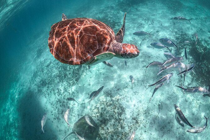 Exotik half a day tour: Cenote Cave and Swimming with Sea Turtles - Who should book this, and who should think twice