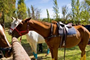 Extreme Horses Adventure with ATV, Ziplines & Cenote - Stop 2: ATV ride through the jungle trails