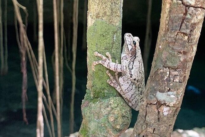 Five Cenotes Jungle Experience in the Riviera Maya - Stop 1 in the Riviera Maya: Five Cenotes in a Private Jungle Area