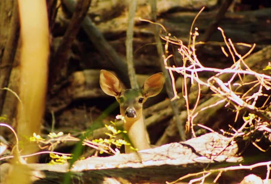 From Bacalar: Calakmul Ruins Expedition & Jungle Trek - Calakmul ruins tour: guided Mayan scale and climbable Structure II
