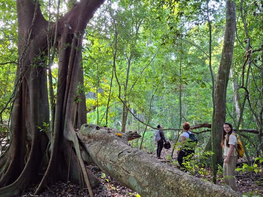 From Bacalar: Calakmul Ruins Expedition & Jungle Trek - The long van ride (3 hours) and the comfort you’ll actually notice