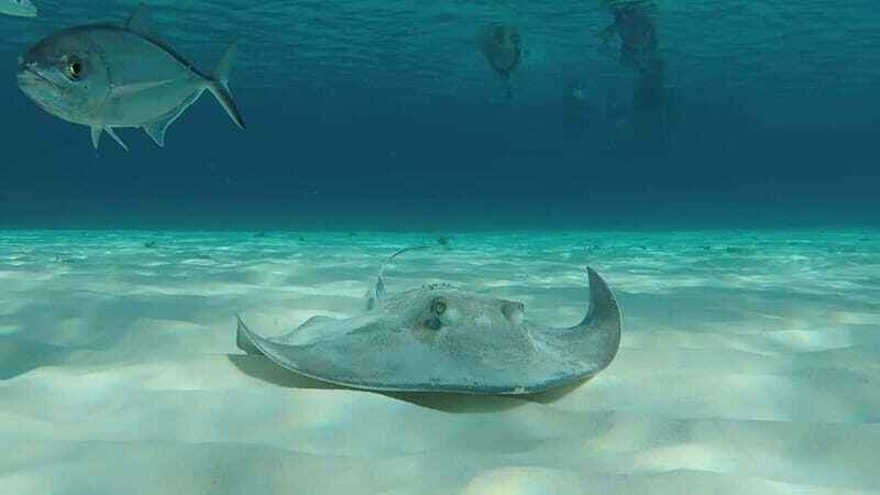 From Cozumel: 3 Reefs Boat Tour with Drinks and Snorkeling - Three reefs, one practical plan from Cozumel