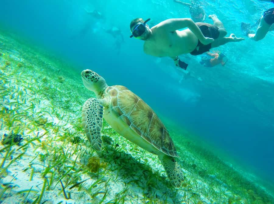 From Cozumel: Starfish, Stingrays and the Turtle Sanctuary - Why this 4-hour snorkeling loop makes sense