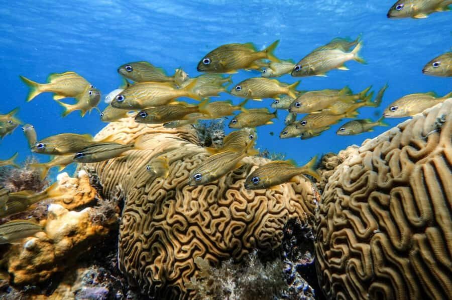 From Cozumel: Starfish, Stingrays and the Turtle Sanctuary - El Cielo Cozumel: the sandy-bottom starfish moment
