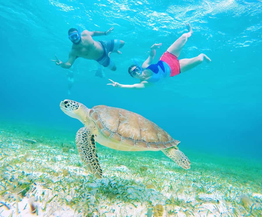 From Cozumel: Starfish, Stingrays and the Turtle Sanctuary - How guides keep you safe (and what to expect in the water)